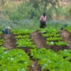 agroecology