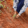 Meet Amina Affey the pioneer farmer in Garissa