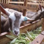 What you need to know regarding dairy goat farming in Kenya # Trending