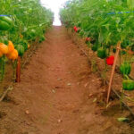 All you need to know regarding Capsicum (pilipili hoho) Farming in Kenya