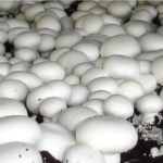 All you need to know to succeed in Mushroom farming business