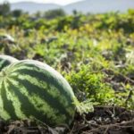 Watermelon Farming in Kenya and all you need to know