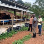 Things you should know to SUCCEED in Dairy Farming in Kenya