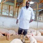 What to consider before starting pig farming in Kenya