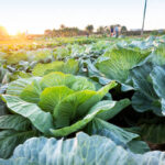 The ABCD of Cabbage Farming in Kenya