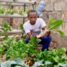 Urban Farming Innovation: How Hydroponic Systems Are Revolutionizing Agriculture in Nairobi’s Informal Settlements