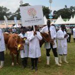 We get 12 calves per cow every year, Success of Makongi farm in Eldoret