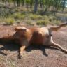 Understanding bloat in a cow, causes, prevention and treatment