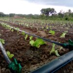 THE BASICS ON HOW TO: Install a Drip Irrigation System on your own – Step by Step