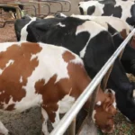 Know the best dairy cow breed that suits your county