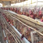 Poultry farming huge losses that made me wiser and richer after all