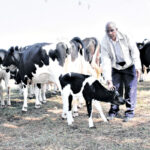 Technology Farm in Nakuru-Njoro, where dairy cows live on the fast lane