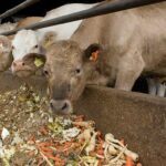 Which is the best animal feed that can speed up milk production?