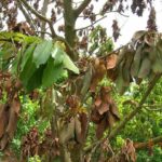 Pests and diseases of an avocado tree that you should be aware of before planting