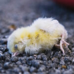Some common causes of death in young chickens that farmer should watch out for