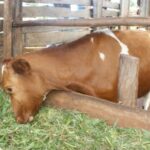 Why zero grazing no longer an ideal dairy production system – Recent research shows Why zero grazing no longer an ideal dairy production system – Recent research shows