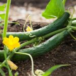 A simple guide on starting your own cucumber farm from scratch