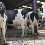 Kenyan dairy sector