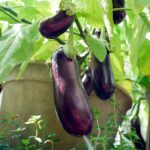 How to plant biringanya (Eggplants)