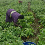 How a group of farmers is reaping big from French beans farming on the dry lands of Makueni