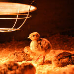 Sourcing, care and management of day-old chicks