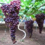 A complete guide on Grapes farming in Kenya
