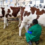 Major reasons why most “Modern Dairy farms” fail to make profits