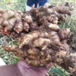 Growing ginger (tangawizi) in Kenya, from planting to harvest