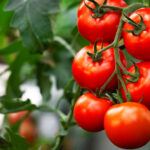 Making Sh200,000 monthly from tomato farming in Nairobi- Success story of Laureen Aseka