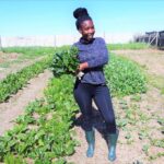 Complete guide on how to plant the best sukuma wiki (kales) in Kenya