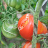 Why tomatoes crack