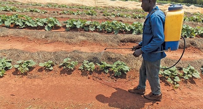 Using a knapsack sprayer on a big farm