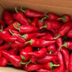 How to Grow Best Chilies for Profit in Kenya