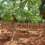 ABCD on Pawpaw (papaya) farming in Kenya