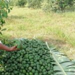 General Knowledge on Hass Avocado Production in Kenya