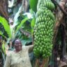 Former high school teacher now making over Kshs. 1,000,000 from banana farming - Success story of Jean Njeri