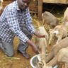 I make millions from goat farming in Chuka - success story of Lawrence Ndeke