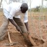 Making Kshs 96,000 profit from cassava farming in Makueni - Success story of Dickson Ndaka
