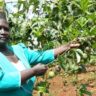 Making more than Kshs 420,000 monthly from passion fruit farming in Bureti - Success story of Grace Cheptoo