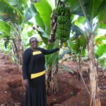 How to grow tissue culture bananas in Kenya