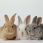 Sample rabbit farming business plan template