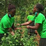 Is Managu Farming Profitable? Find out here