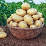 ADVISE; How to get it right on potato fertiliser application