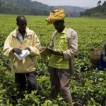 Pros and Cons of Contract Farming that Kenyans Should be Aware of