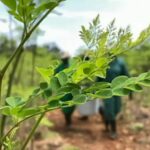 Moringa tree farming in Msambweni – Success story of Manfred Schmidt and Jeanne Margaux Moringa tree farming in Msambweni – Success story of Manfred Schmidt and Jeanne Margaux