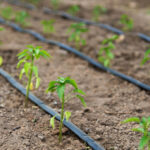 Why drip irrigation is one of the most efficient types of irrigation systems