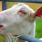 Read on behaviors that signal a goat in heat