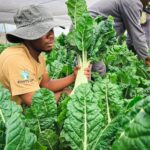 spinach farming in kenya