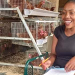 5 Major cause on sudden decrease in egg production from your laying chickens