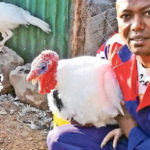 From a hobby to a successful Turkey farming business – Success story of Ben Kithinji